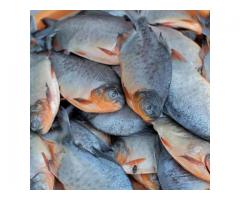 Ikan Bawal & Nila – Segar, Bergizi, dan Siap Olah