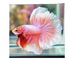 Penjualan Ikan Cupang