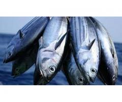 Usaha Perikanan – Segar, Sehat, dan Berkualitas