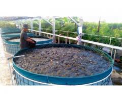 Ikan Konsumsi Segar Langsung dari Peternakan Terpercaya